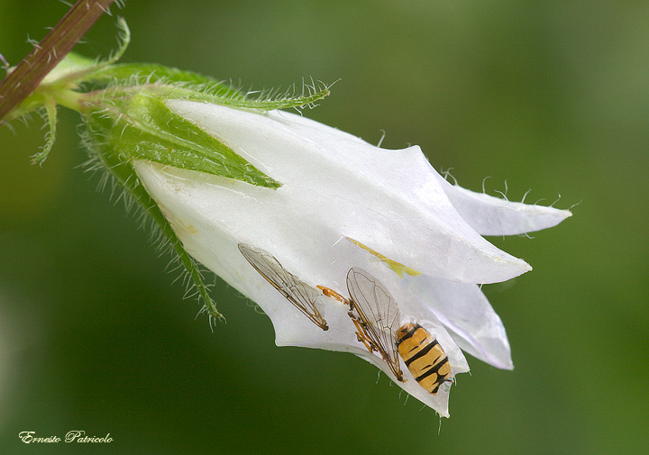 un fiore per tomba